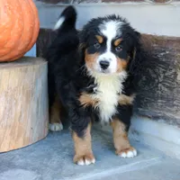 Benny, a male Miniature Bernedoodle for sale in Narvon, PA – 6 of 6