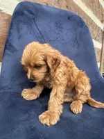 Murphy , a male Cavapoo for sale in Narvon, PA – 2 of 5