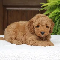 Winston, a male Miniature Goldendoodle for sale in Narvon, PA – 6 of 7