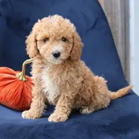 Layla, a female Miniature Goldendoodle for sale in Narvon, PA – 4 of 6