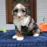 Milo, a male Miniature Bernedoodle for sale in Narvon, PA – 5 of 10