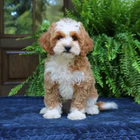 Jojo, a male Cavapoo for sale in Narvon, PA – 7 of 7