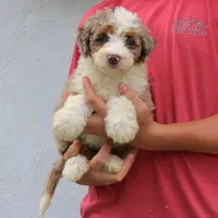 Penny, a female Miniature Bernedoodle for sale in Narvon, PA – 9 of 9