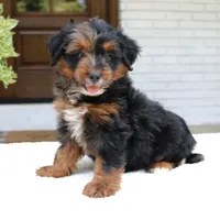 Leo, a male Bernedoodle for sale in Narvon, PA – 6 of 6