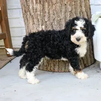 Bear, a male Bernedoodle for sale in Narvon, PA – 8 of 8