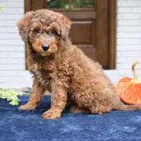 Max, a male Bernedoodle for sale in Narvon, PA – 3 of 8