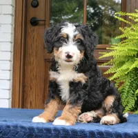 Ringo, a male Bernedoodle for sale in Narvon, PA – 8 of 10