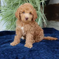 Hazel, a female Goldendoodle for sale in Narvon, PA – 3 of 7