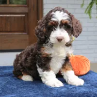 Millie, a female Miniature Bernedoodle for sale in Narvon, PA – 3 of 10