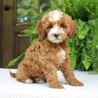 Jalena, a female Cavapoo for sale in Narvon, PA – 1 of 7