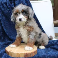 Diana, a female Miniature Bernedoodle for sale in Narvon, PA – 2 of 7