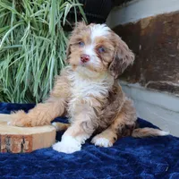 Kirby, a male Cavapoo for sale in Narvon, PA – 5 of 10