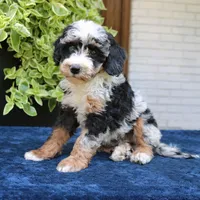 Emma, a female Bernedoodle for sale in Narvon, PA – 2 of 6