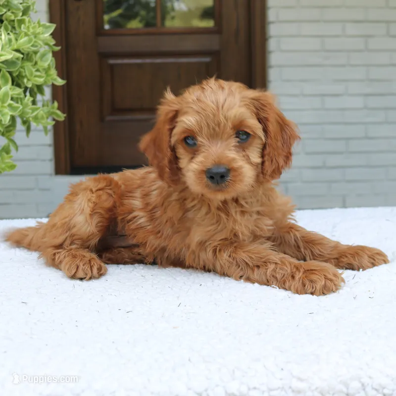Martin – Cavapoo puppy for sale in Narvon, PA