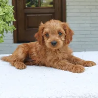 Martin, a male Cavapoo for sale in Narvon, PA – 4 of 7