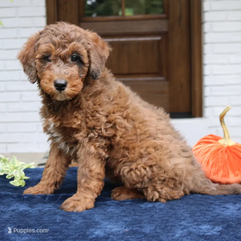 Max – Bernedoodle puppy for sale in Narvon, PA