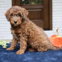 Max, a male Bernedoodle for sale in Narvon, PA – 1 of 8
