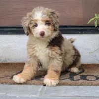 Polly, a female Miniature Bernedoodle for sale in Narvon, PA – 6 of 9