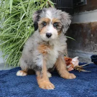 Pearl, a female Miniature Bernedoodle for sale in Narvon, PA – 4 of 10