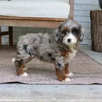 Diana, a female Miniature Bernedoodle for sale in Narvon, PA – 6 of 7