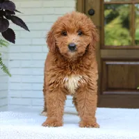 Amy, a female Miniature Goldendoodle for sale in Narvon, PA – 5 of 6
