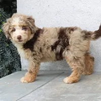 Polly, a female Miniature Bernedoodle for sale in Narvon, PA – 4 of 9