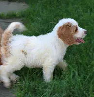 Sasha, a female Goldendoodle for sale in Narvon, PA – 10 of 10