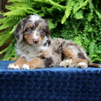 Ruby, a female Bernedoodle for sale in Narvon, PA – 8 of 9