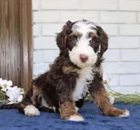 Winston mini f1bb, a male Miniature Bernedoodle for sale in Narvon, PA – 4 of 4