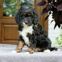 Cody, a male Cavapoo for sale in Narvon, PA – 2 of 6