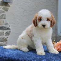 Dora, a female Goldendoodle for sale in Narvon, PA – 4 of 5