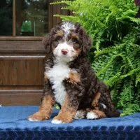 Ruffles, a male Bernedoodle for sale in Narvon, PA – 6 of 8