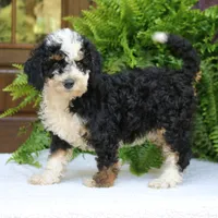 Birdie, a female Bernedoodle for sale in Narvon, PA – 5 of 7
