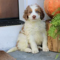 Blaze, a male Miniature Bernedoodle for sale in Narvon, PA – 5 of 5