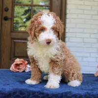 Bella, a female Bernedoodle for sale in Narvon, PA – 3 of 9