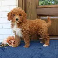Steve, a male Goldendoodle for sale in Narvon, PA – 3 of 4