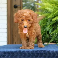 Nala, a female Goldendoodle for sale in Narvon, PA – 5 of 9
