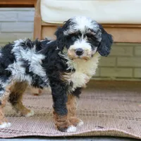 Emma, a female Bernedoodle for sale in Narvon, PA – 4 of 6
