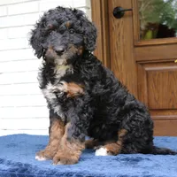 Rover, a male Bernedoodle for sale in Narvon, PA – 2 of 6
