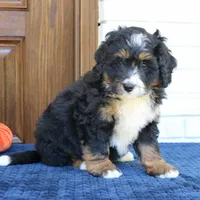 Gizmo, a male Bernedoodle for sale in Narvon, PA – 6 of 6
