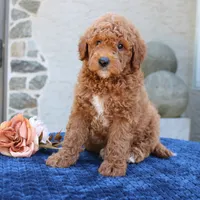 Denver, a male Goldendoodle for sale in Narvon, PA – 4 of 6