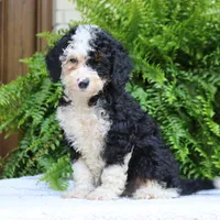 Bella, a female Bernedoodle for sale in Narvon, PA – 4 of 7