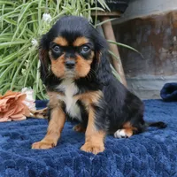 Jalena, a female Cavalier King Charles Spaniel for sale in Narvon, PA – 5 of 9