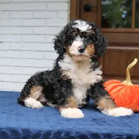 Penny, a female Miniature Bernedoodle for sale in Narvon, PA – 3 of 9