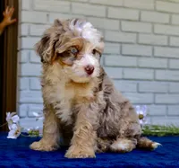 Wendy mini f1bb, a female Miniature Bernedoodle for sale in Narvon, PA – 5 of 5