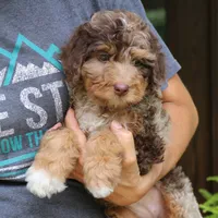 Rosie, a female Bernedoodle for sale in Narvon, PA – 10 of 10