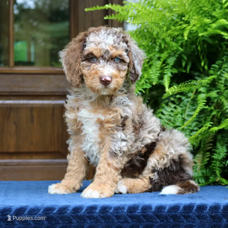 Rocky – Bernedoodle puppy for sale in Narvon, PA