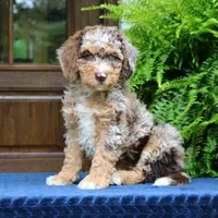 Rocky, a male Bernedoodle for sale in Narvon, PA – 1 of 7