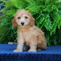 Nash, a male Goldendoodle for sale in Narvon, PA – 8 of 8