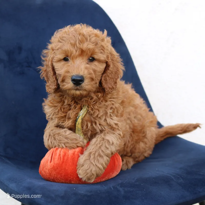 Levi – Miniature Goldendoodle puppy for sale in Narvon, PA